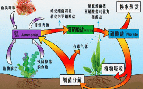 鱼缸快速建立硝化系统和解决水浑的方法