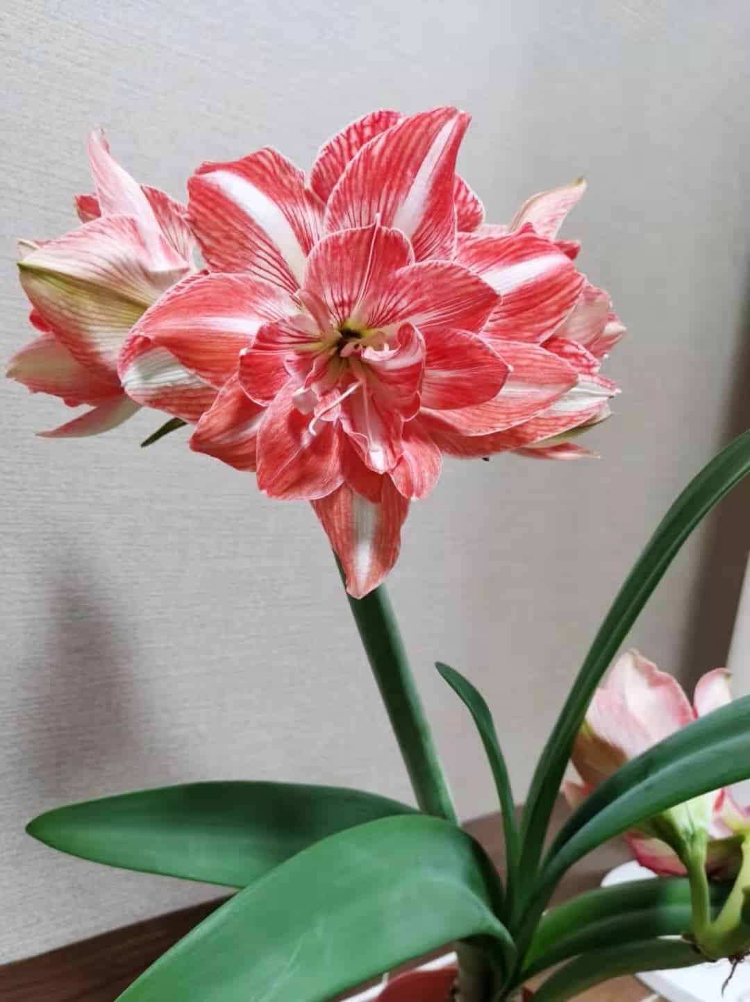 养花 | 人间富贵花朱顶红，小白养花必入手插图2